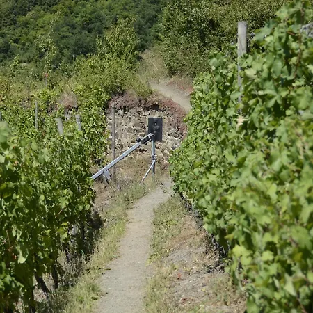 Stiftsherrenhaus Apartment Münstermaifeld